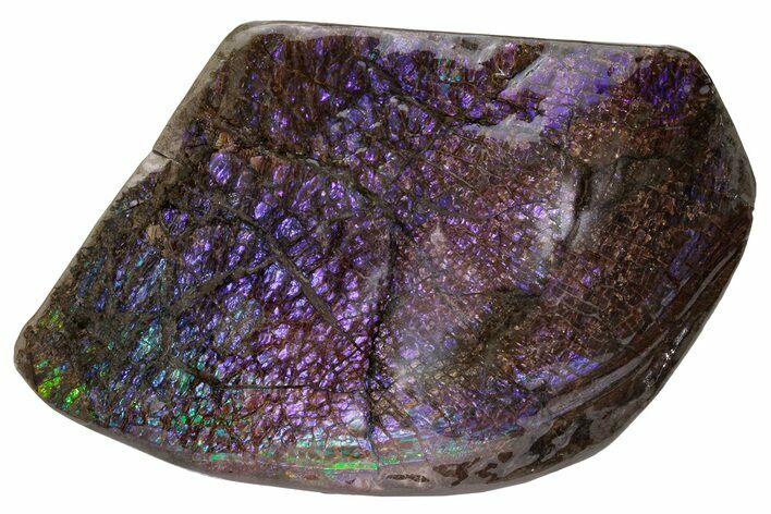 Iridescent Ammolite (Ammonite Shell) - Brilliant Purple! #222709